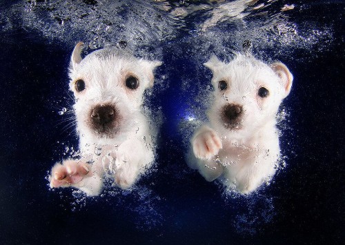 This Photographer Taught 1,500 Puppies How To Swim. These Are The Impossibly Adorable Results.