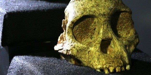 Scans Of 'Taung Child' Skull Show Human Ancestor's Brain Didn't Grow Like Our Own