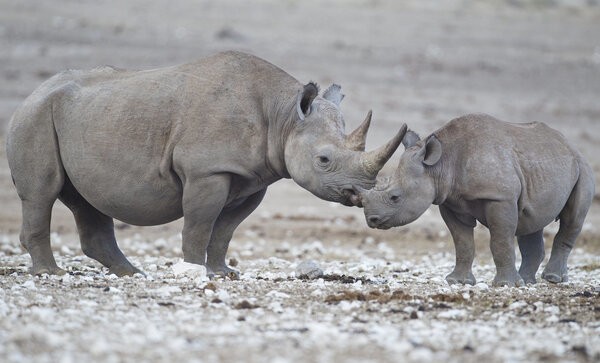 11 Animals That Are Now Extinct ... And It's Our Fault