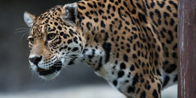 Are Large Carnivores Doomed by Climate Change?