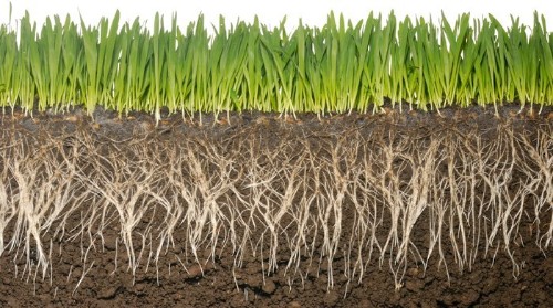 Carbon Sinks: The Next Big Thing (Part 3)
