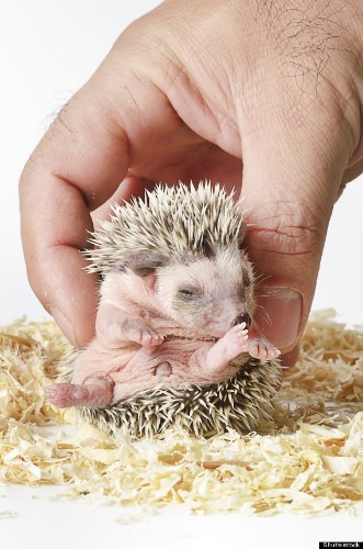 15 Tiny Hedgehogs Who Are Super Cynical (PHOTOS)
