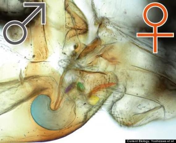 Insects With 'Female Penis' May Hold Clues To The Evolution Of Genitalia