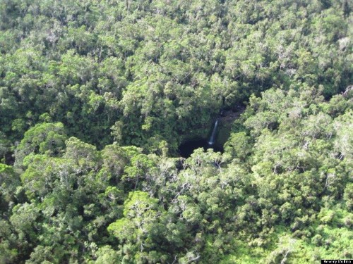 Ancient Koa Forest For Sale On Hawaii's Big Island