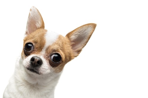 Dog Cognition: How Do Dogs Perceive The World?