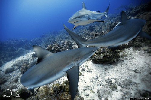 These Stunning Underwater Photos Taken By Free Divers Are NOT Photoshopped (PHOTOS)