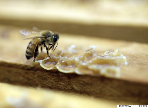 10 Animals Whose Fates Rest In Our Hands