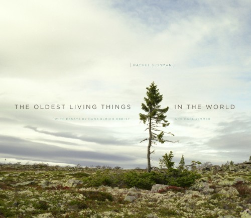 A Photographic Exploration Of The Oldest Living Things In The World