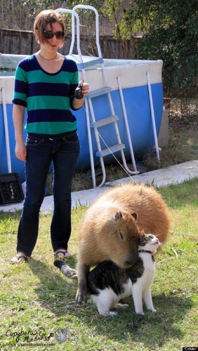 Capybara, Rodent Of Unusual Size, Loves To Hug Cats (PHOTOS)