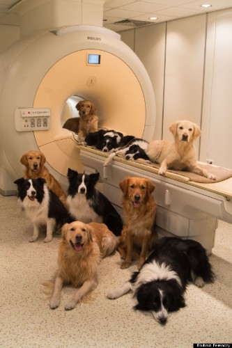 Dog Brains Process Voices & Emotions Just Like Humans, Study Finds