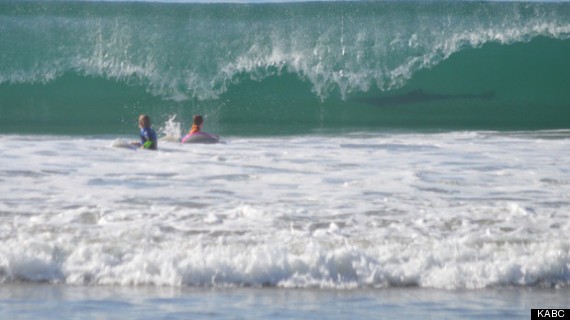 Shark Photobombs 2 Boys At California Beach