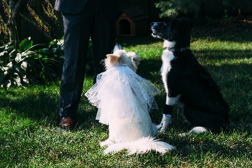 These Furry Friends Made Their Love Official In The Cutest Canine Wedding Ceremony
