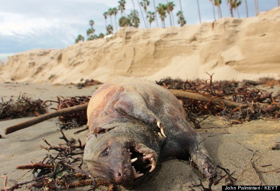 Strange Creature Washes Up On Santa Barbara Beach