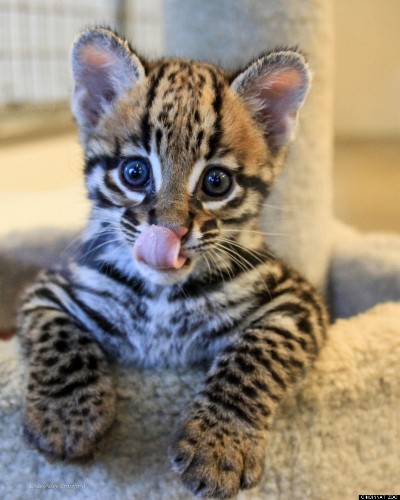 Santos The Baby Ocelot Loves Playing With His Best Friend Blakely The Dog (PHOTOS)