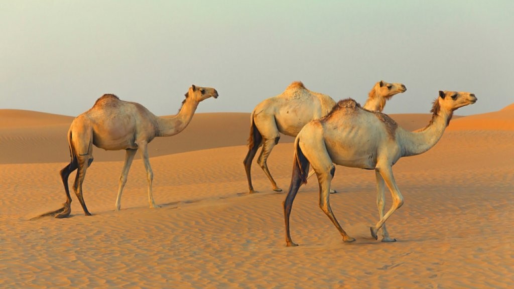 Camel live