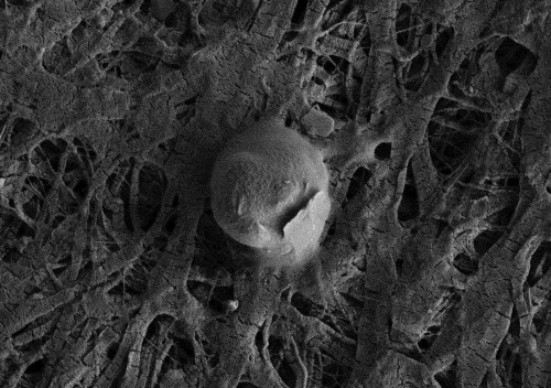 Confirmed: Microbial life found half mile below Antarctic ice sheet