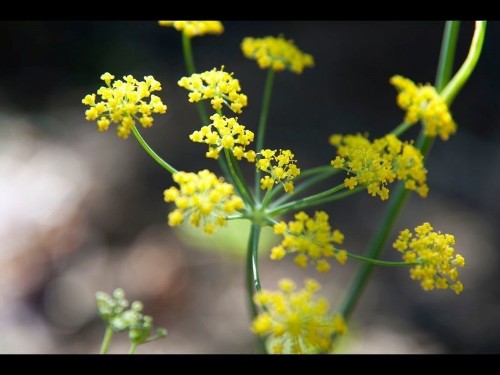 Growing fennel for its flowers, seeds and potent pollen