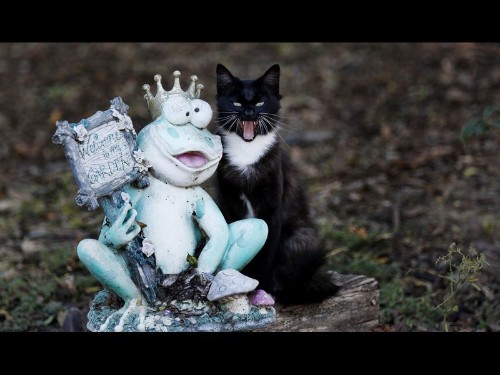 Headlines got you down? Try hanging out with 700 free-range rescued cats - Los Angeles Times