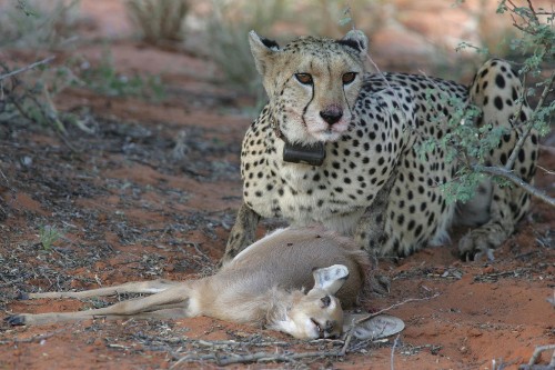Cheetahs and pumas may have hunting strategies down to a science