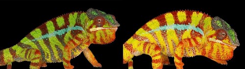 The secrets of color-changing chameleons revealed