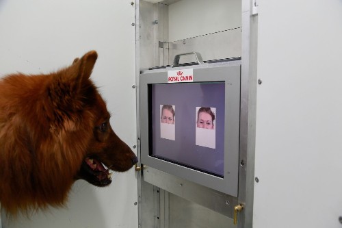 Happy face or angry face? A dog can tell the difference, study finds - Los Angeles Times