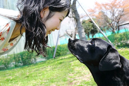 Those puppy-dog eyes trigger chemical connection with humans - Los Angeles Times