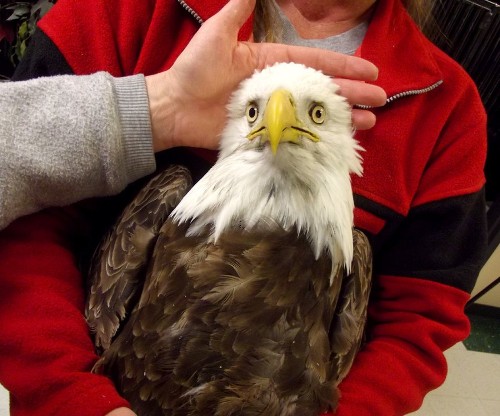 West Nile virus blamed for rash of bald eagle deaths in Utah