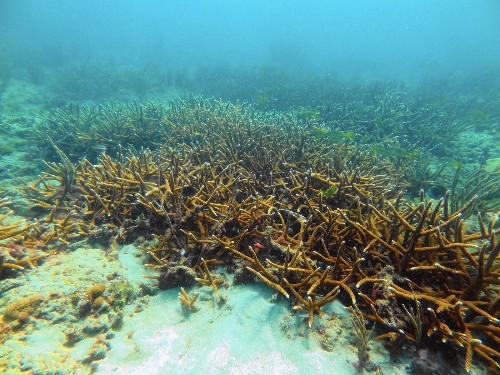 Florida's staghorn coral makes surprising return - Los Angeles Times