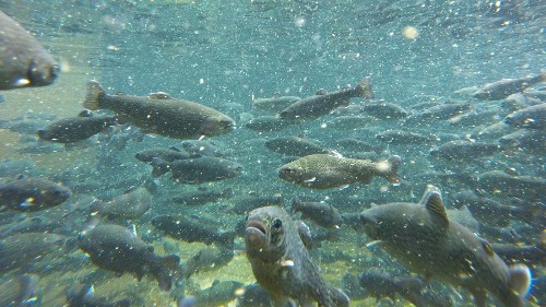Lake Michigan has become dramatically clearer in last 20 years — but at a steep cost
