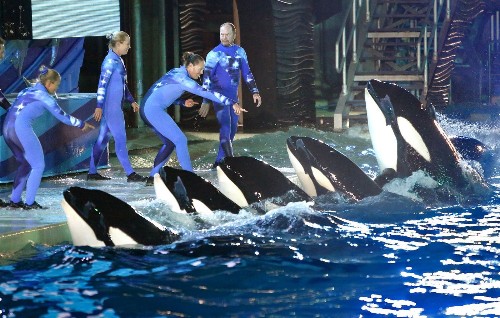 Federal bill calls for new rules for killer whales, others at SeaWorld