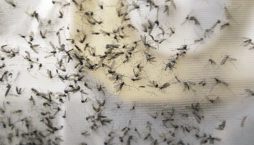Humans are the not-so-innocent bystanders in the Zika mosquito's proliferation