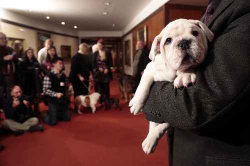 Who's more popular? Labrador retriever stays No. 1; L.A. loves bulldogs - Los Angeles Times