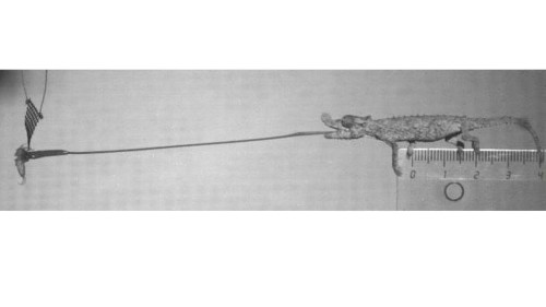 The smaller the chameleon, the quicker the tongue, study finds
