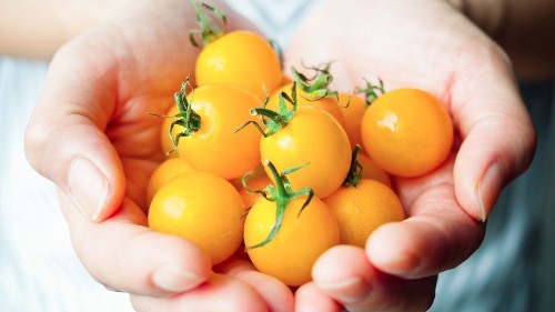 10 secrets to growing the tastiest tomatoes