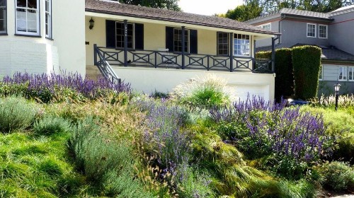 They replaced the lawn with a gorgeous drought-tolerant meadow that doesn’t need mowing - Los Angeles Times