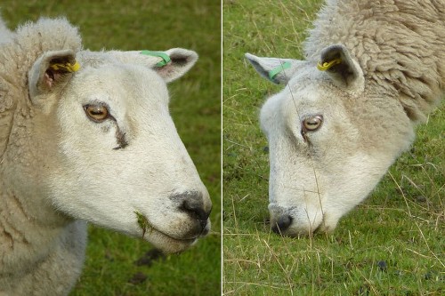 Creepers' peepers: Why animals' pupils have different shapes - Los Angeles Times