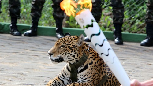 Jaguar mascot escapes leash, is shot dead after Olympic torch ceremony in Brazil