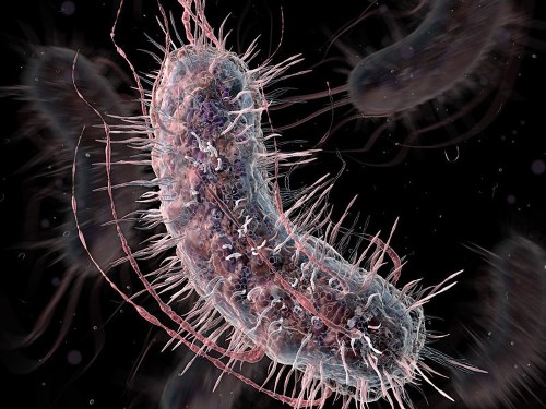 Talented bacteria detect cancer, diabetes