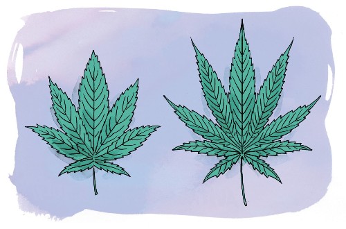 Sativa or indica? CBD or THC? What to know before cooking with cannabis - Los Angeles Times - Los Angeles Times