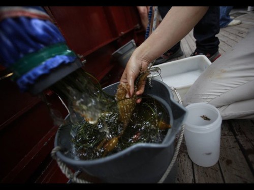 An ecosystem of our own making could pose a threat - Los Angeles Times