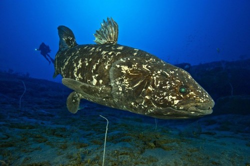 'Living fossil' or no, this strange, rare fish has a lung