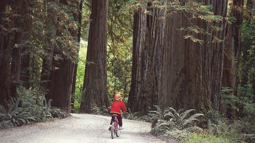 Roll through California's redwoods on a family cycling tour