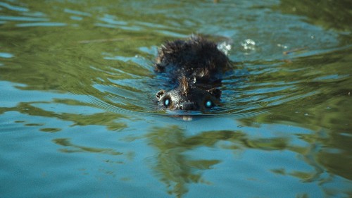'Zombeavers,' about coeds and zombie mutants, is schlocky fun