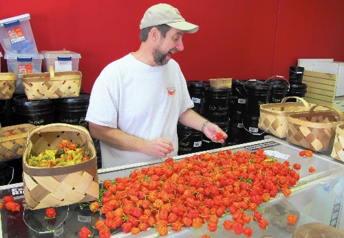 From pot to hot: How a grower produced world's most fiery chile pepper - Los Angeles Times