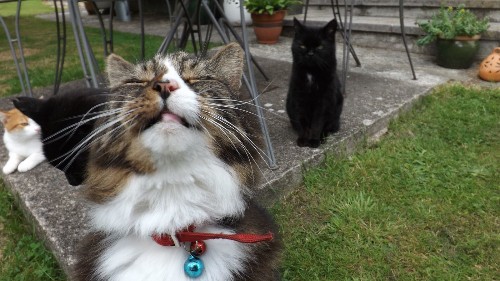 A cat book even a dog person can love: 'Close Encounters of the Furred Kind'