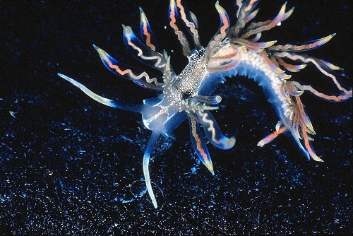 Meet scientists' picks for the top 10 new species of 2015 - Los Angeles Times