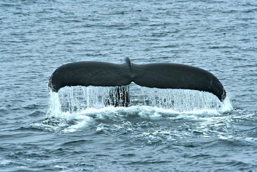 A record number of West Coast whales were entangled in crab fishing gear