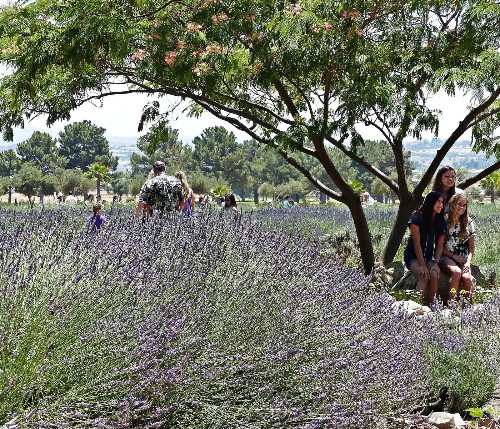 Stop and smell the lavender at these California places - Los Angeles Times