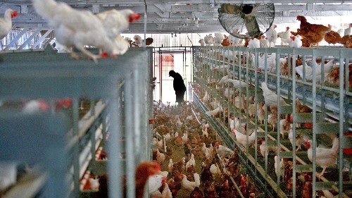McDonald's move to cage-free eggs is a tipping point for the industry