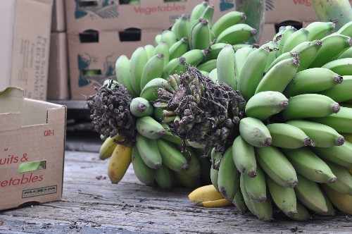 Local bananas return to Santa Monica farmers market